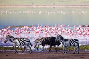 Lake_Nakuru_Kenya