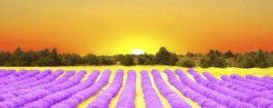 Sunrise in a lavender field