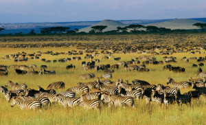 migration